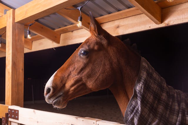 Horse Bella