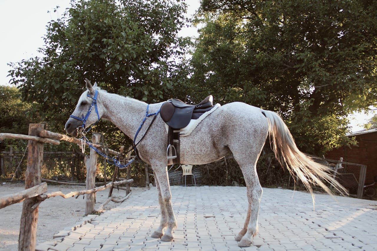 Horse Apollo